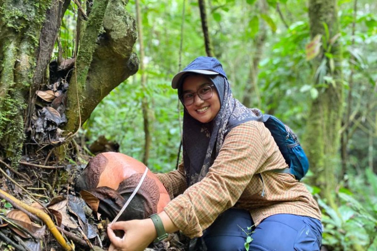 Dua Rafflesia Arnoldi bakal mekar dalam 2-3 minggu ke depan di CA Agam