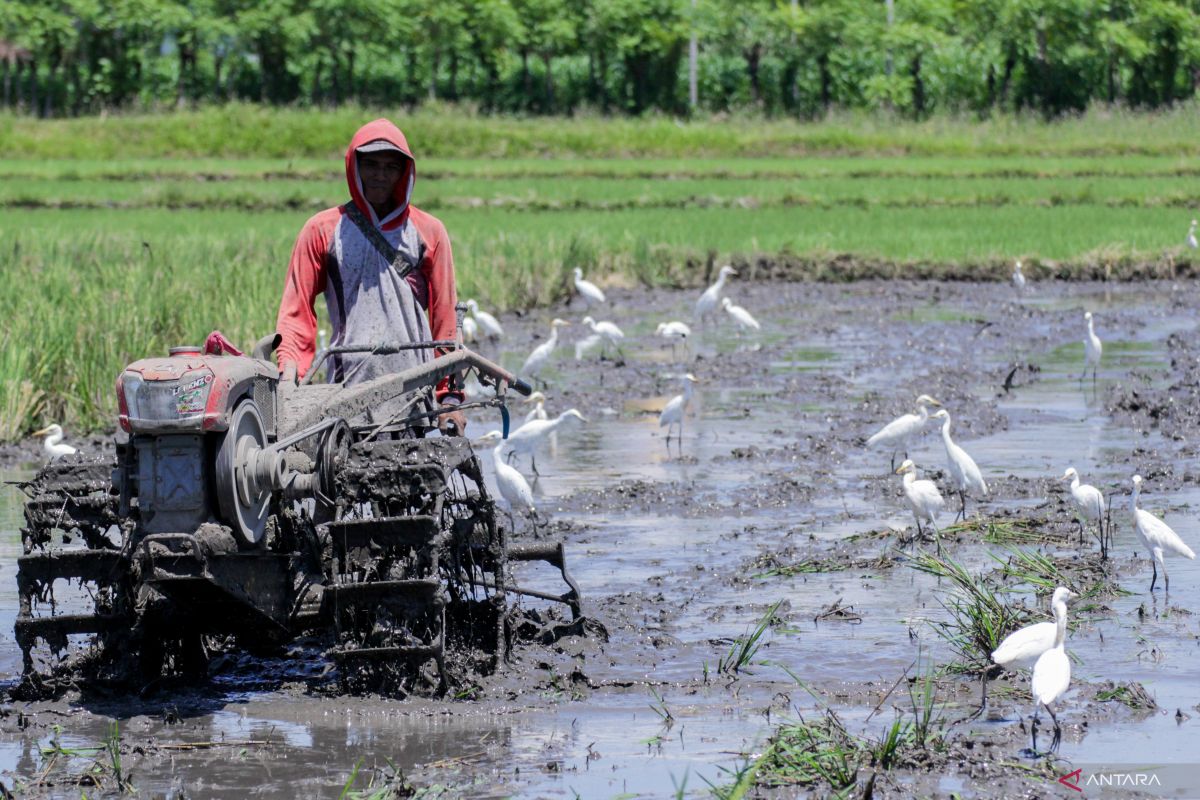 Pemkab Situbondo usulkan petani hutan dapat pupuk bersubsidi