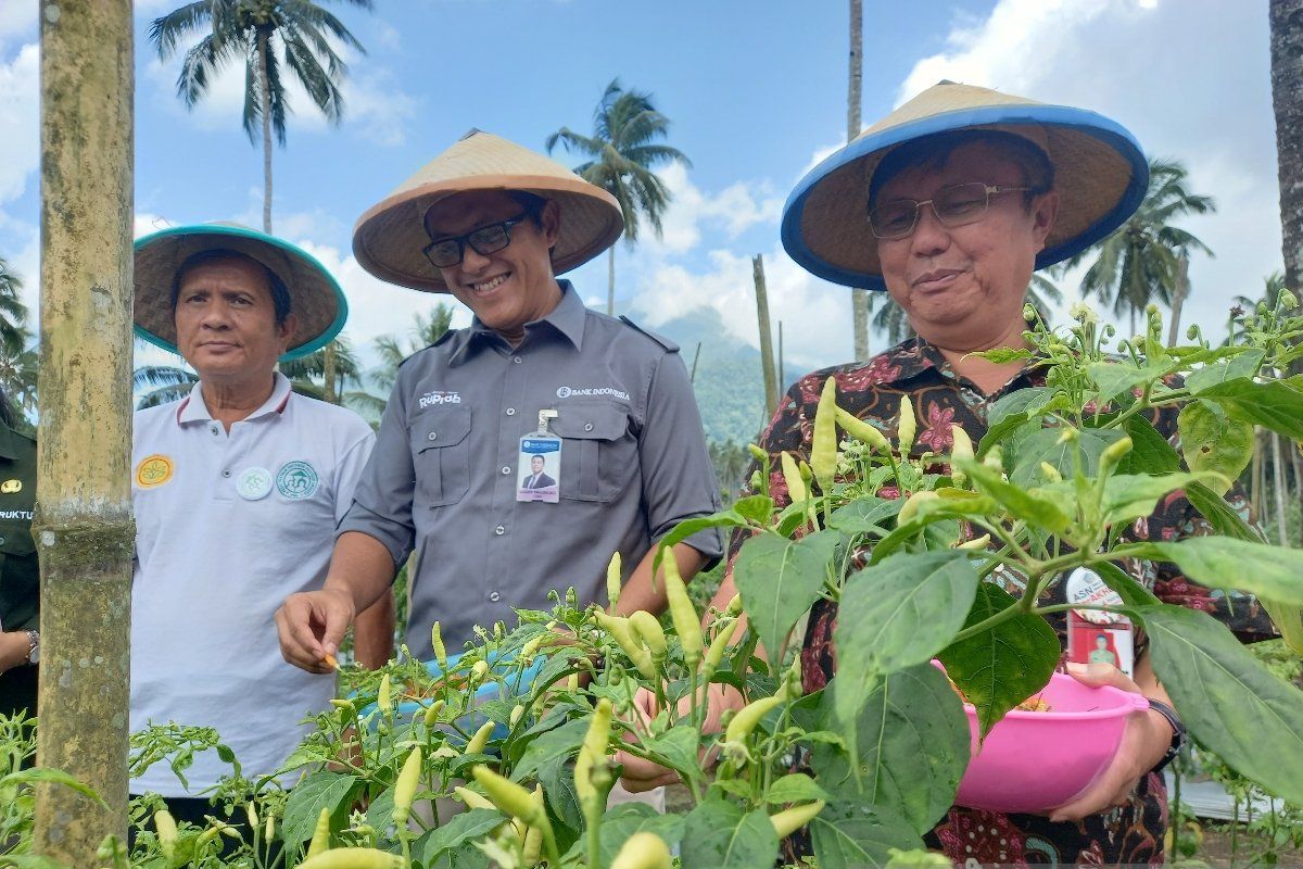 BI bantu petani tingkatkan produksi cabai di Manado dan Minahasa Utara