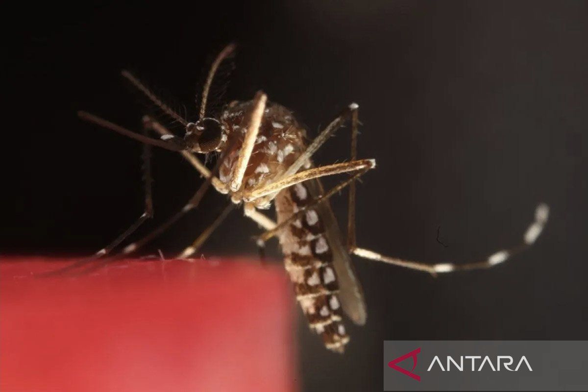 Kemenkes: Kasus malaria RI turun, tapi masih tertinggi kedua di Asia