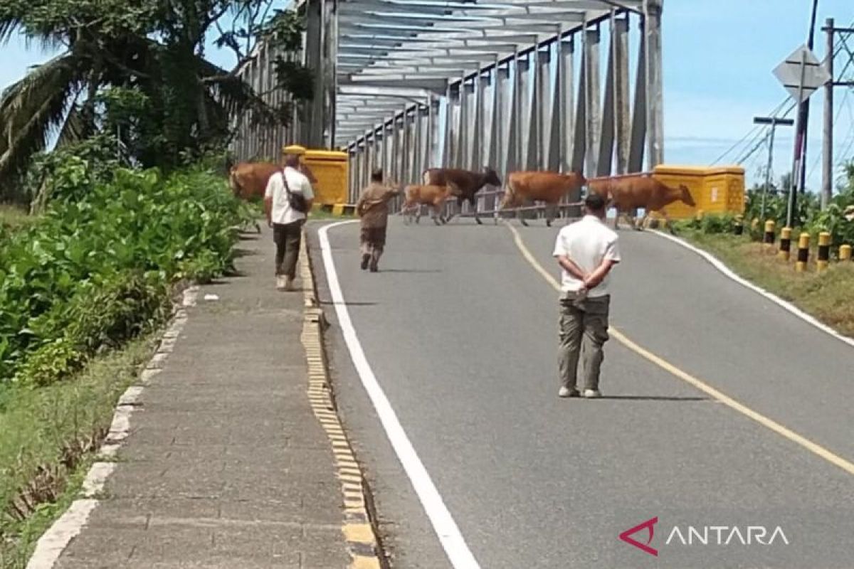 Satpol PP Mukomuko tingkatkan patroli ternak cegah kecelakaan