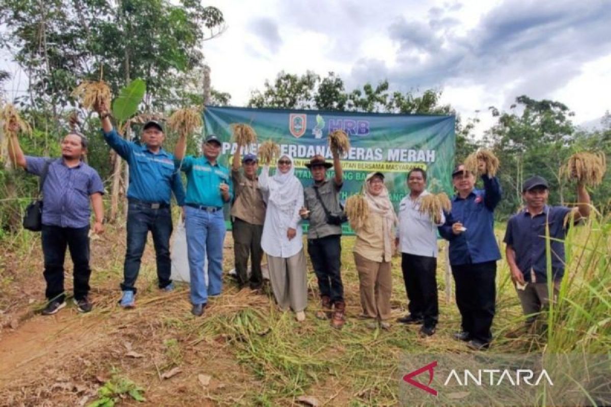 Pemprov Kalsel panen perdana demplot penyuluhan beras merah