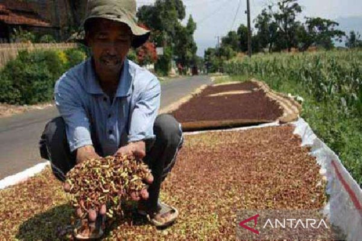 Harga bunga cenkeh kering di Kendari capai Rp130.000 per Kg