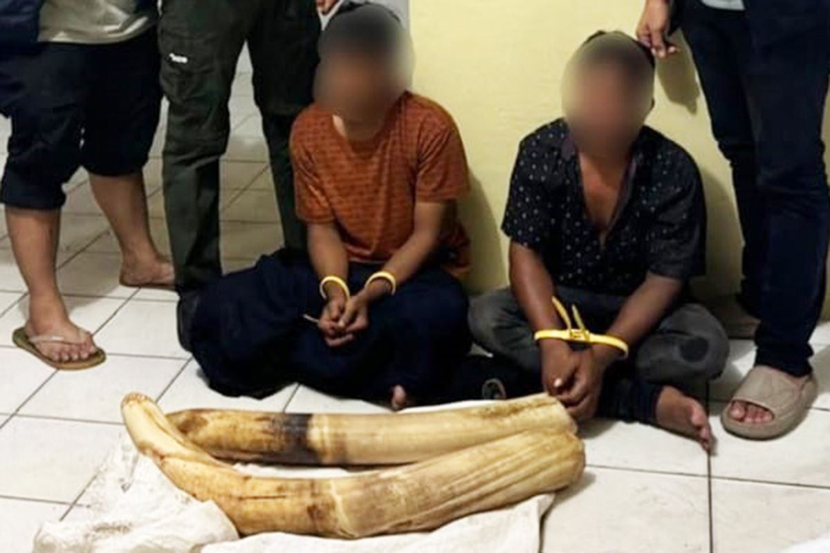 Polda Aceh tangkap dua pembawa gading gajah di Pidie