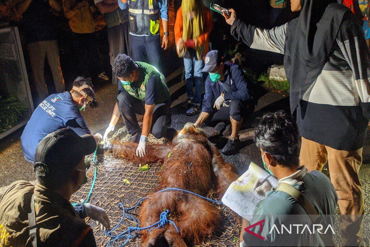 BKSDA evacuates orangutan wandering around Sampit Airport