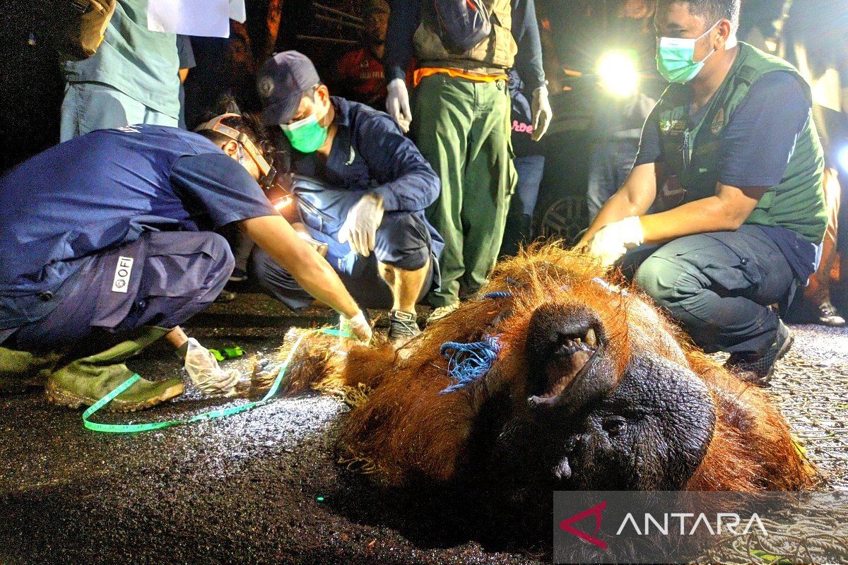 Penuh perjuangan, 'Asan' si orang utan dievakuasi dari kawasan bandara di Sampit