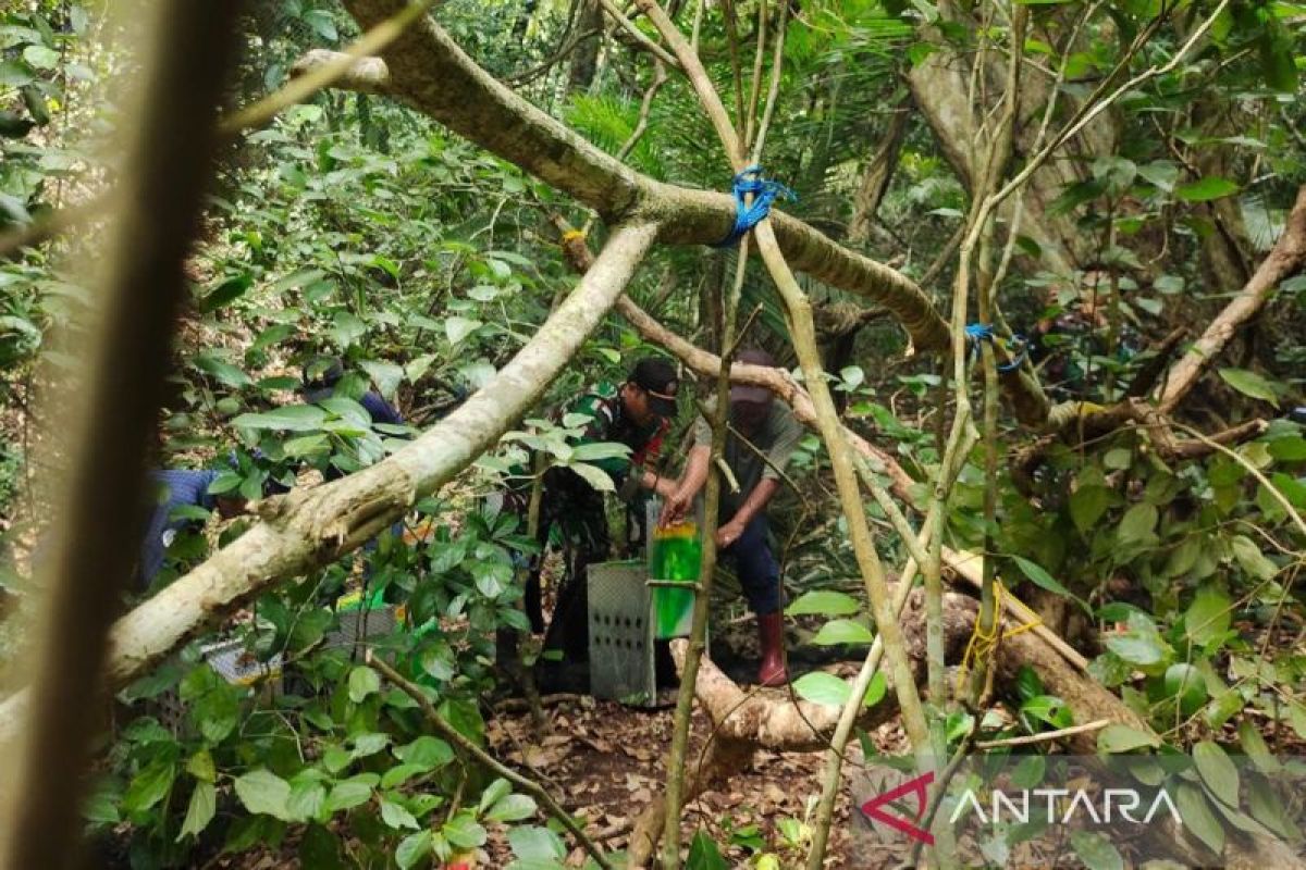 Satgas Pulau Terluar TNI AL melepas liar 52 satwa yang dilindungi di Jember