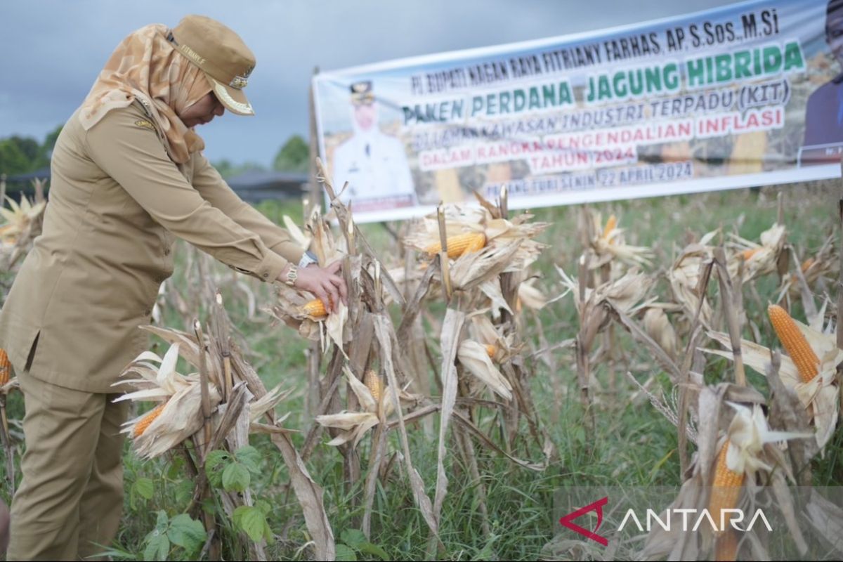 Pemkab Nagan Raya panen jagung hibrida bantu ekonomi peternak