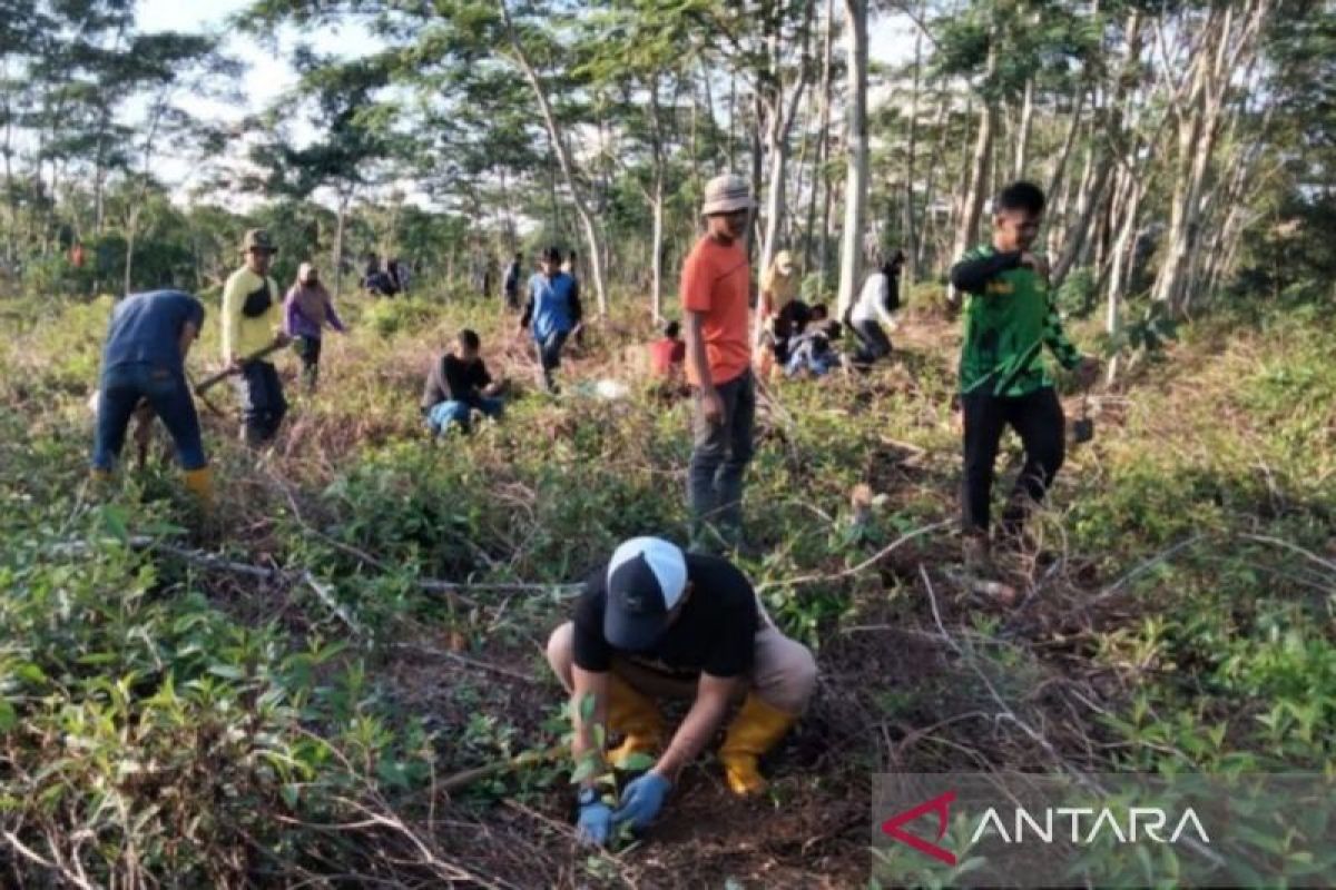 South Kalimantan plants hundreds of pulai seedlings to cool environment