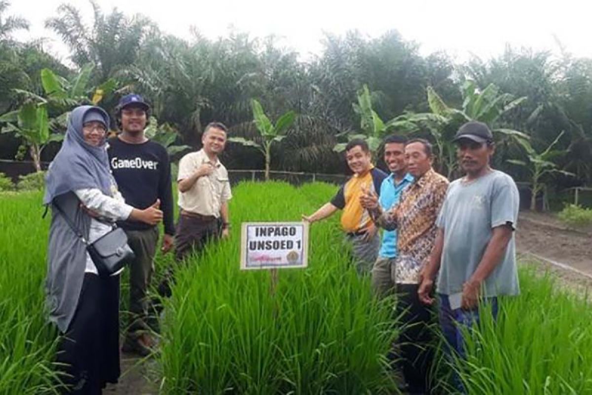 Pakar: Budidaya padi di lahan kelapa sawit mendukung ketahanan pangan
