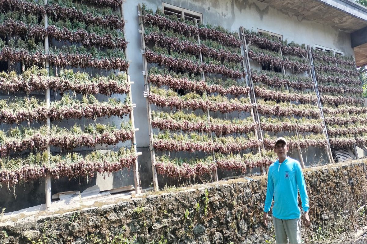Gapoktan Sumber Makmur Kulon Progo membudidayakan benih bawang merah