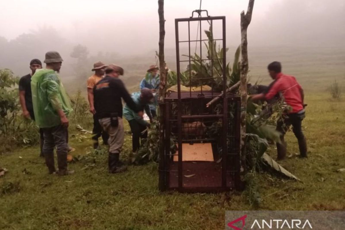 BKSDA Sumbar tangani lima konflik satwa liar di dua kabupaten