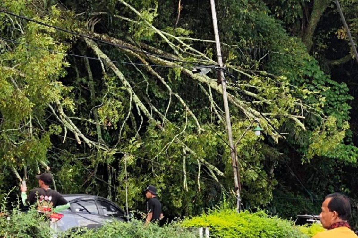 Pohon tumbang ganggu kelancaran lintas Parapat, perlu pemeliharaan berkala