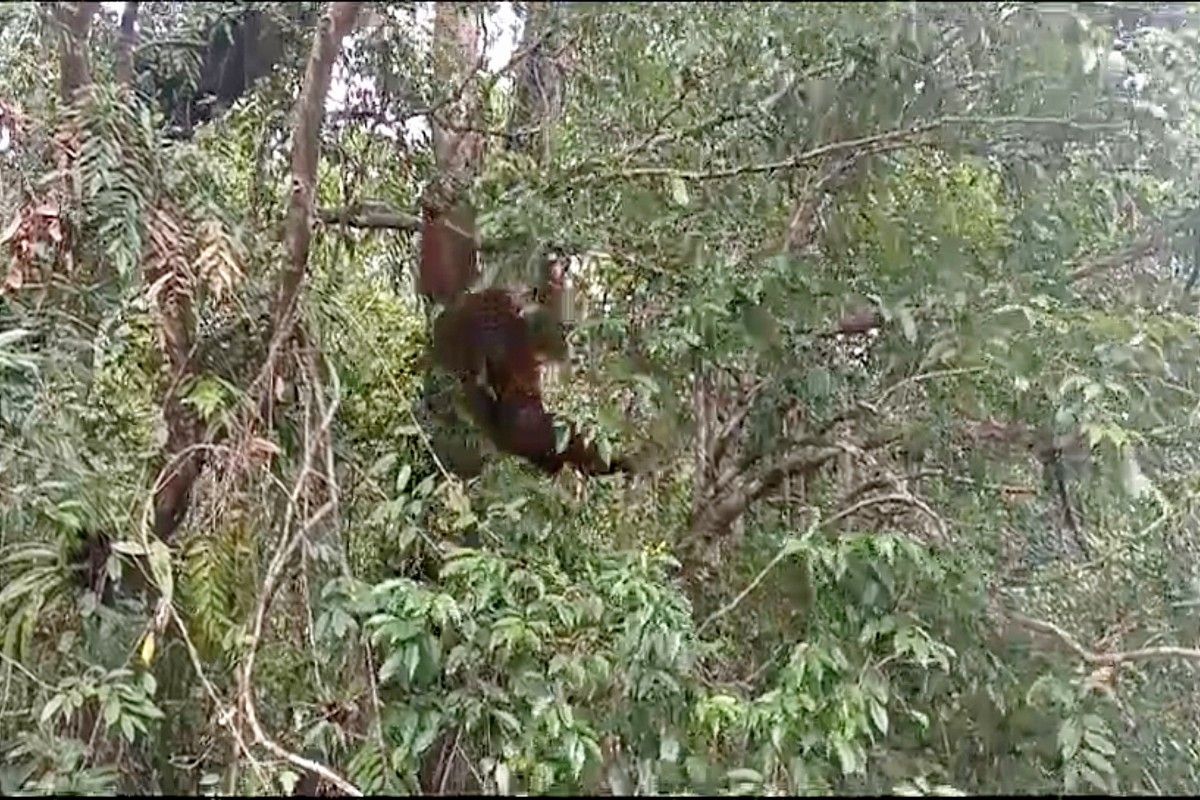 Orang utan hasil evakuasi di bandara dilepasliarkan di SM Lamandau