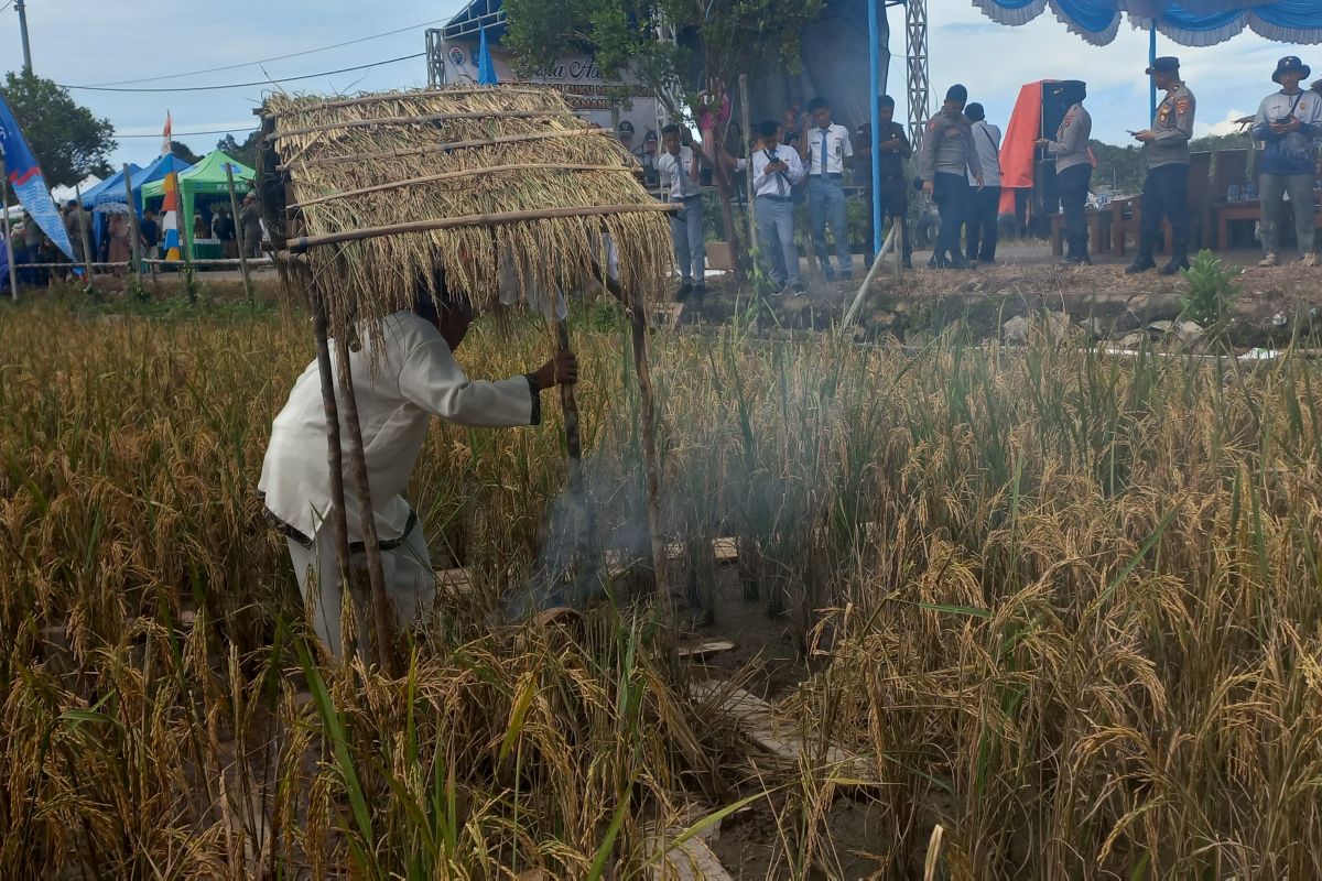 Pemkab Bangka Tengah lestarikan ritual adat Murok Jerami