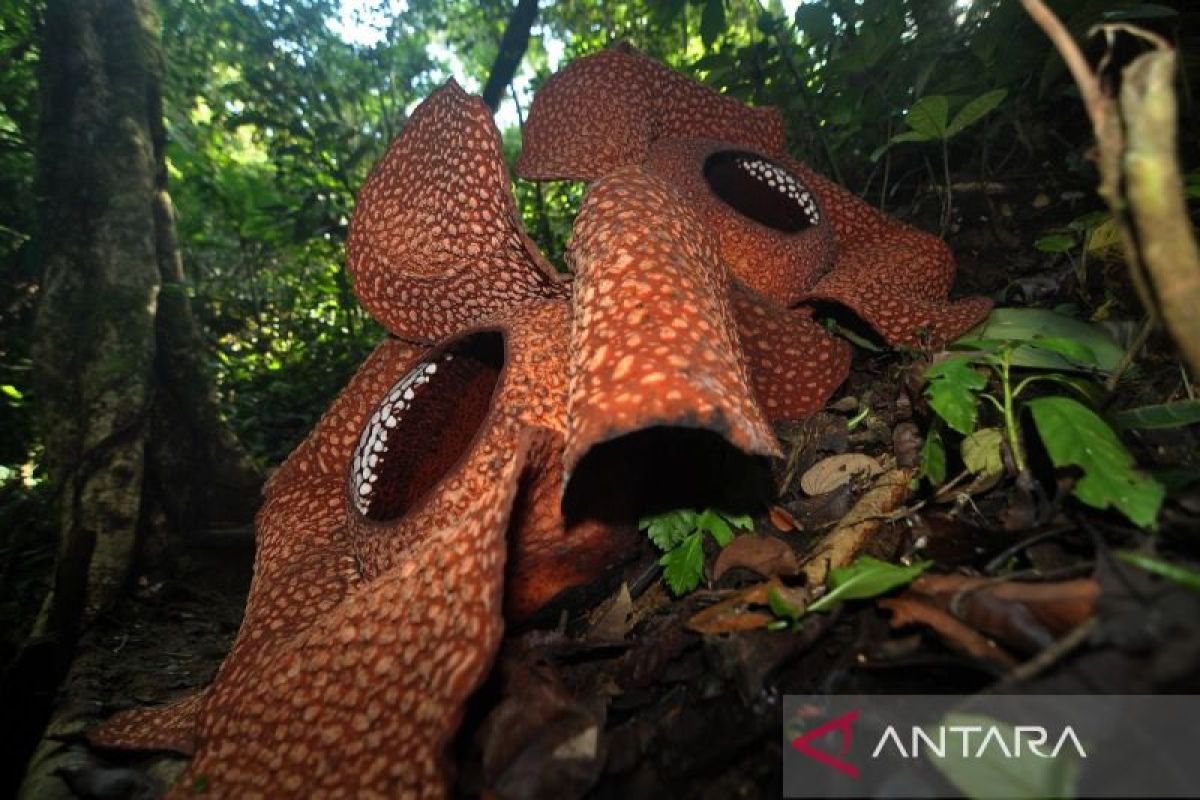 Rare twin bloom highlights Rafflesia habitat resilience