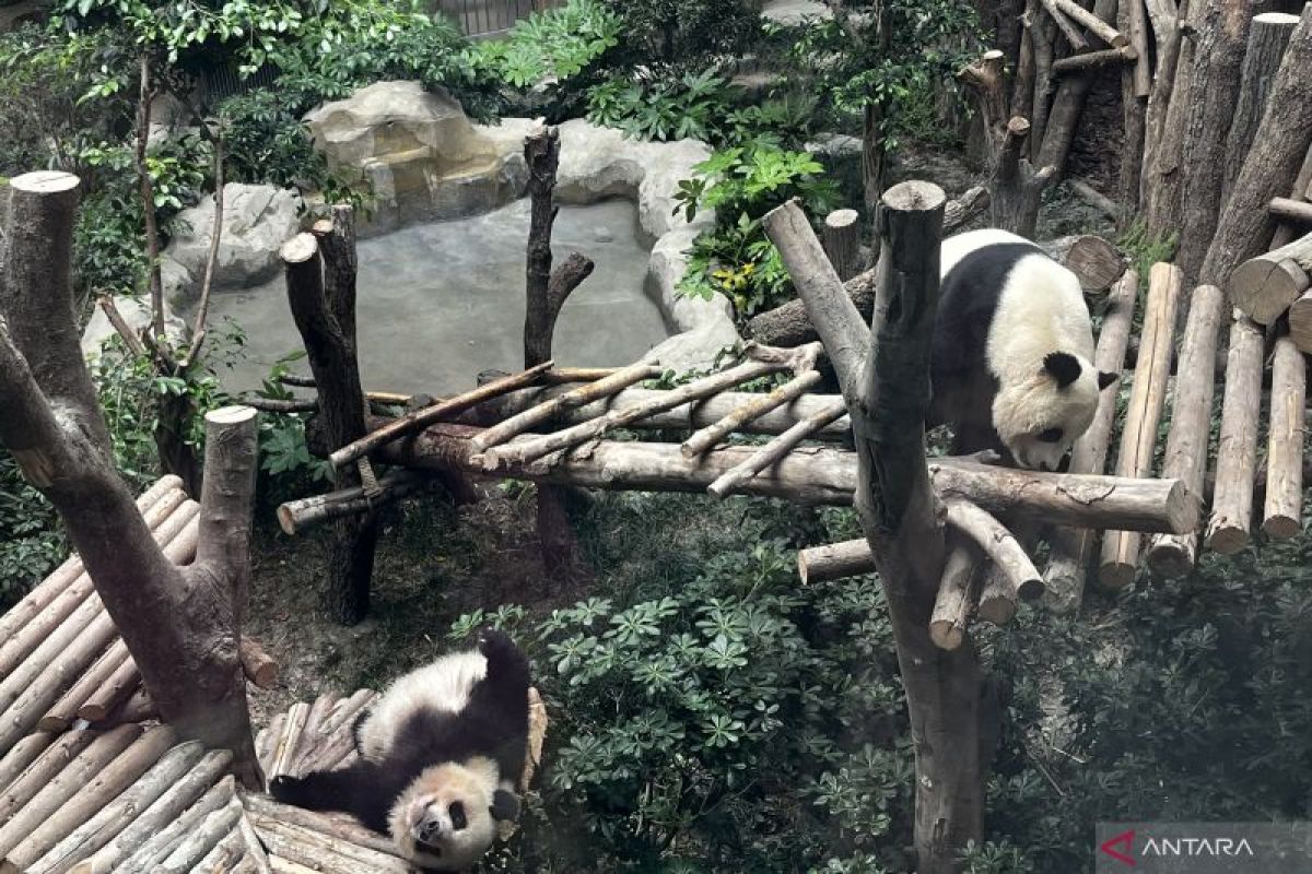 Mengunjungi rumah para panda nan menggemaskan di Chengdu