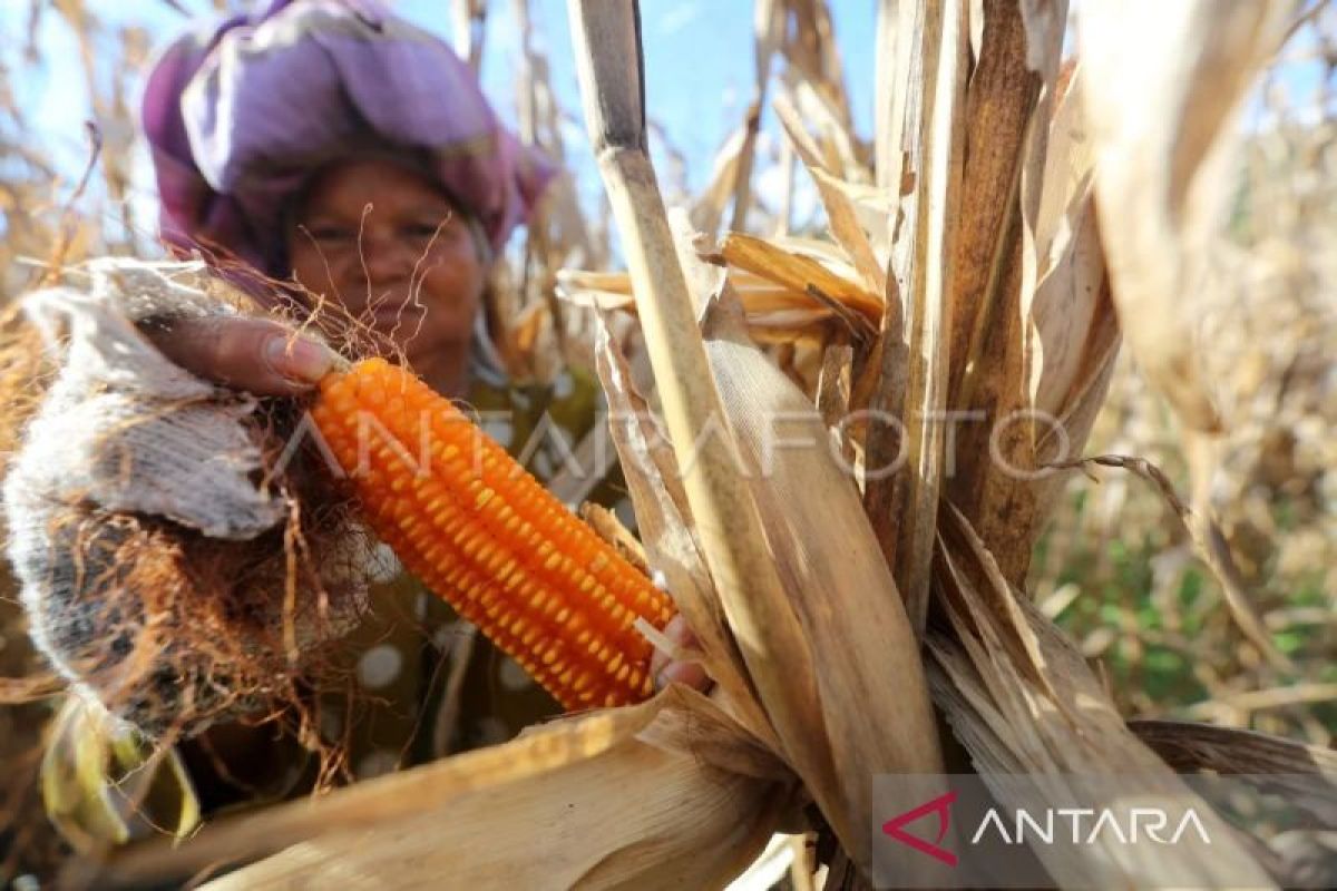 Pemkab Pidie rencanakan pengembangan jagung pipil di lahan 3.500 hektare
