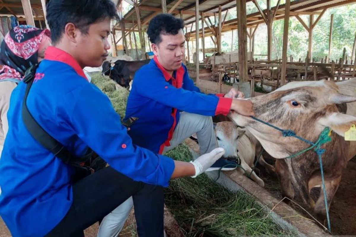 Stok hewan kurban OKU Timur untuk Idul Adha mencukupi