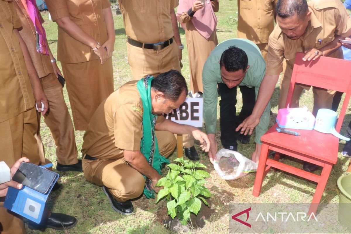 wujudkan kemandirian pangan, Pemkab Malteng lakukan gerakan tanam cabai di pekarangan sekolah