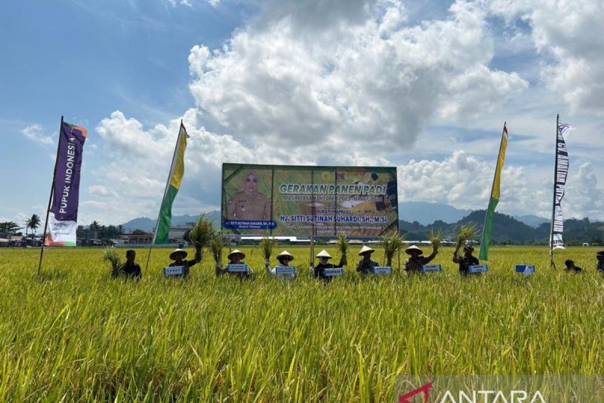 Produktivitas padi wilayah Sulawesi meningkat pasca El Nino