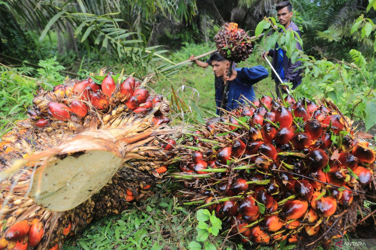 Harga CPO naik tipis imbas rencana penerapan B50