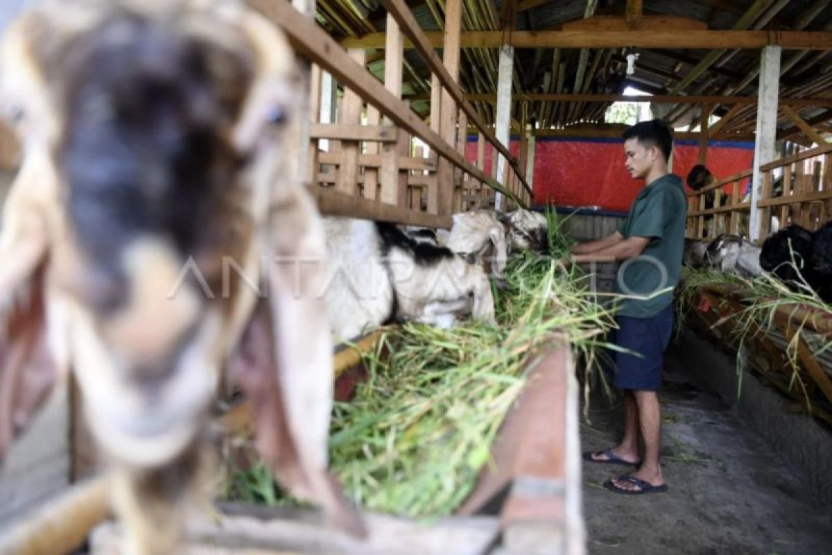 Legislator ingatkan tempat penampungan hewan tak cemari lingkungan sekitar