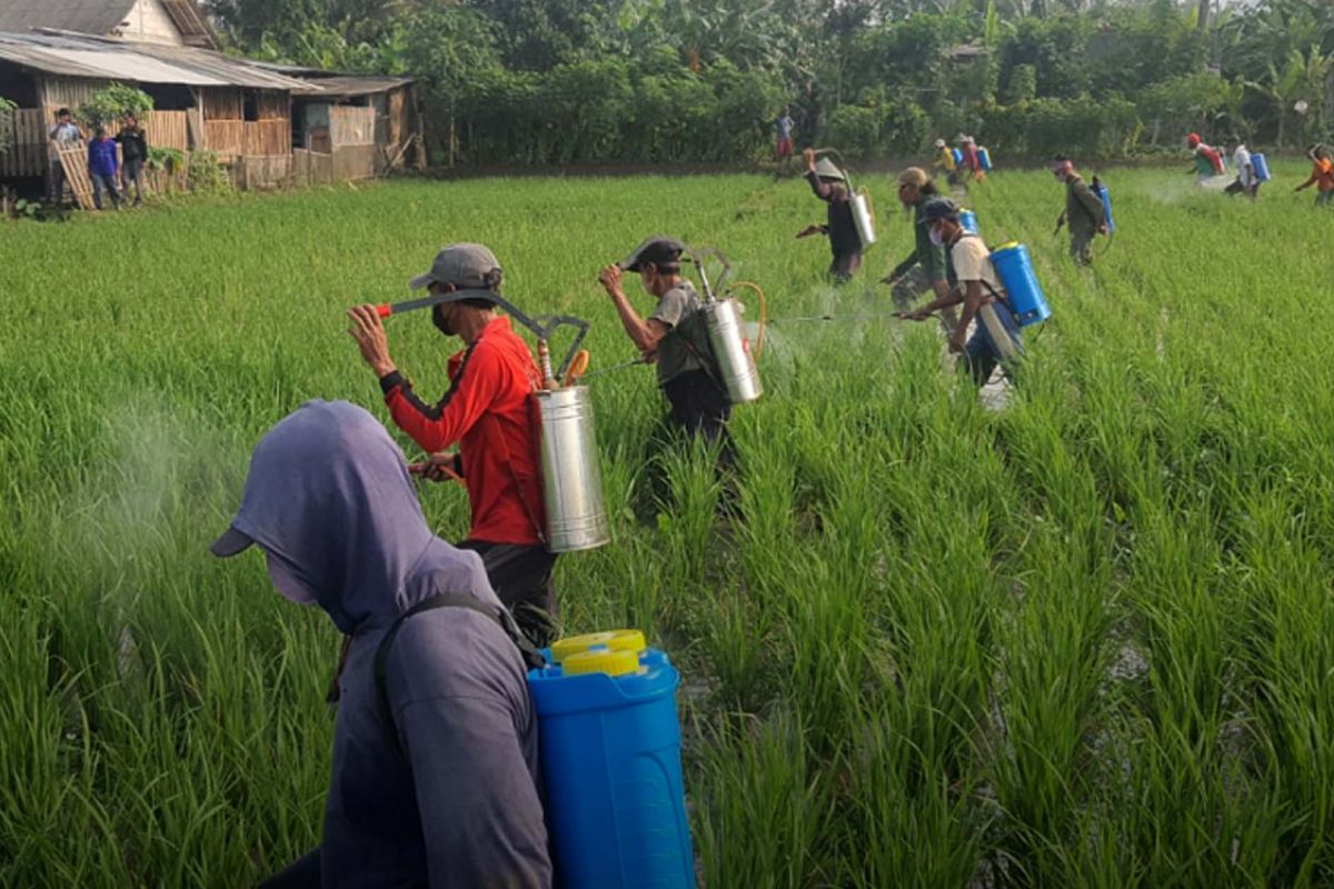 Dinpertan Cilacap optimistis produksi padi tidak terdampak hama wereng