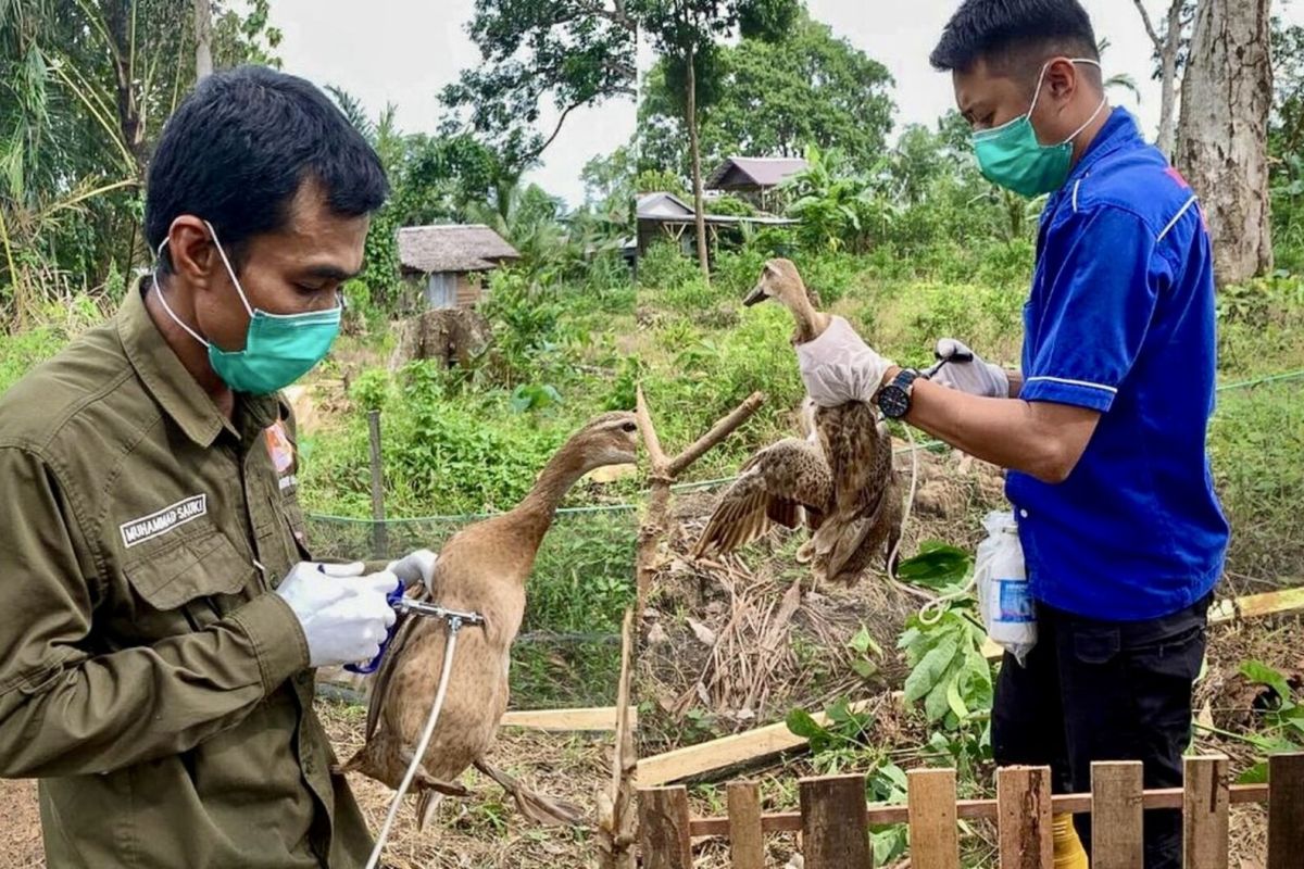 Pemkab Hulu Sungai Tengah naikan stok vaksin amankan usaha ternak