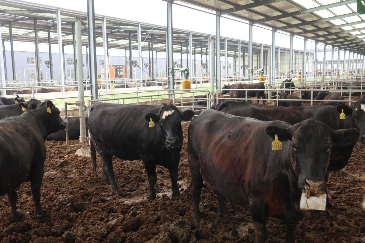 Mendatangi peternakan sapi 5G di China