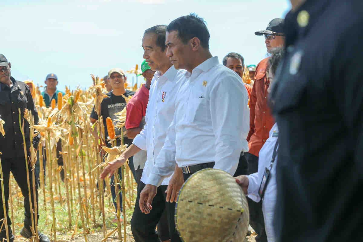 Mentan dampingi Jokowi tinjau panen jagung di Sumbawa