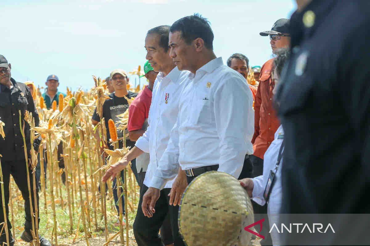 Mentan dampingi Presiden Jokowi tinjau panen jagung di Sumbawa