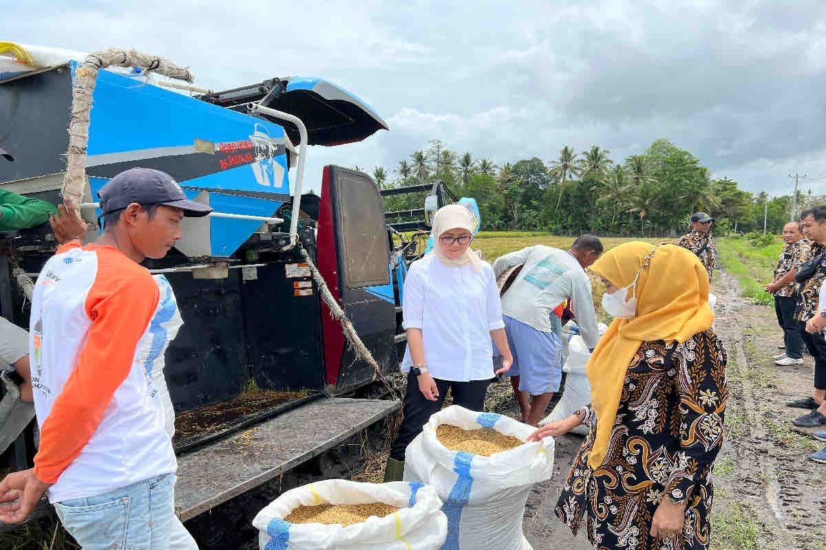 Bulog sebut lakukan penyerapan 30 ribu ton gabah kering petani per hari