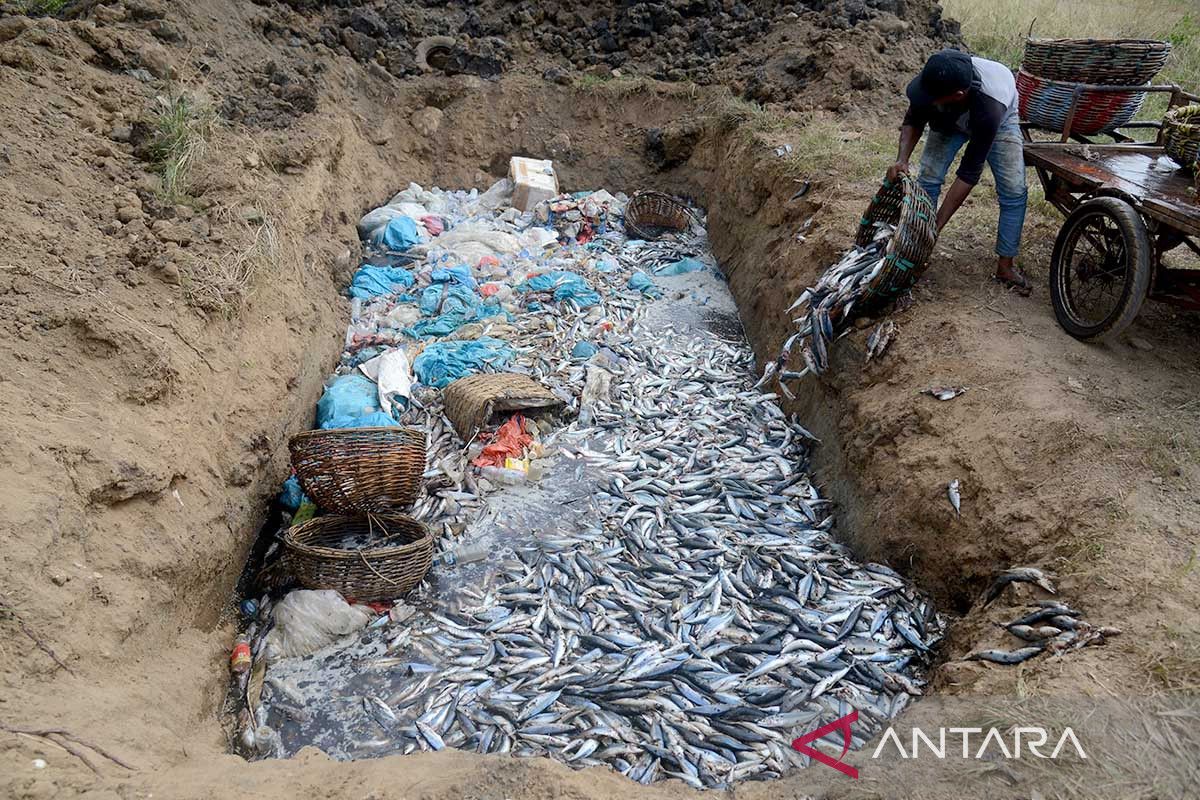 FOTO - Nelayan buang ikan akibat tangkapan melimpah