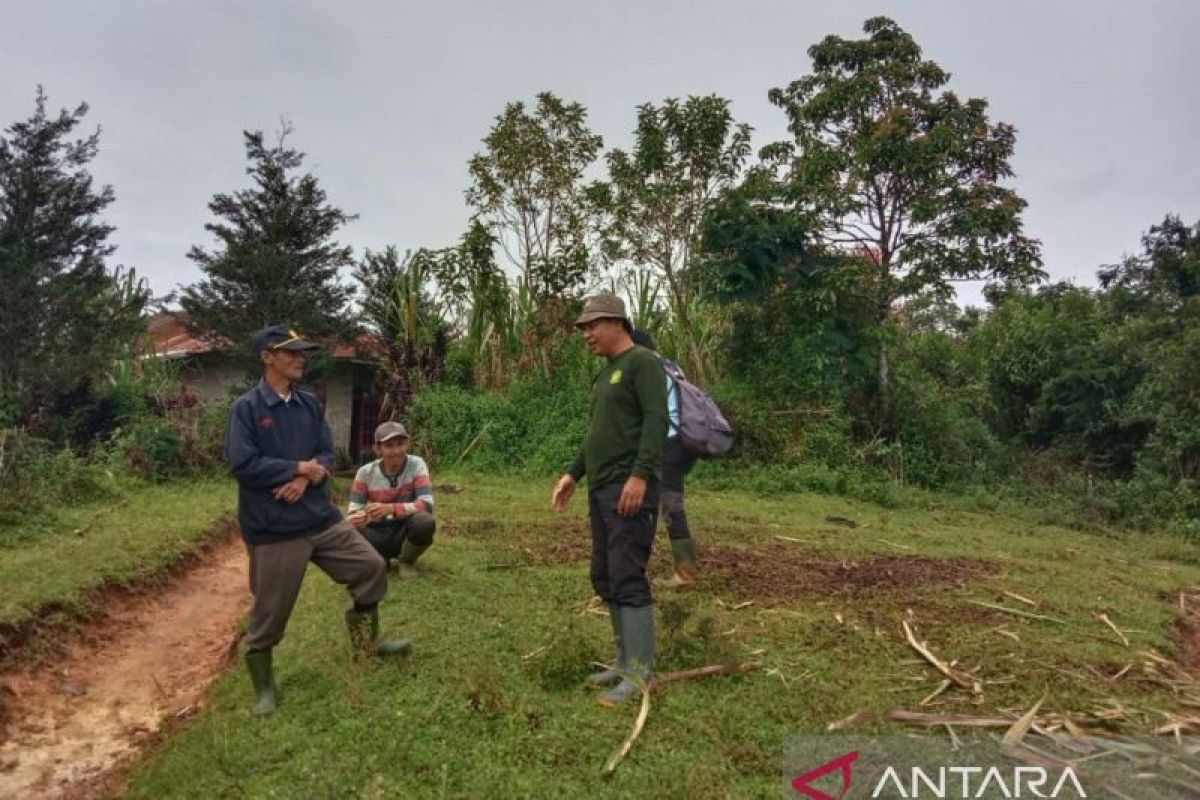 Ternak warga dimangsa harimau, BKSDA Sumbar turunkan tim tangani konflik (Video)