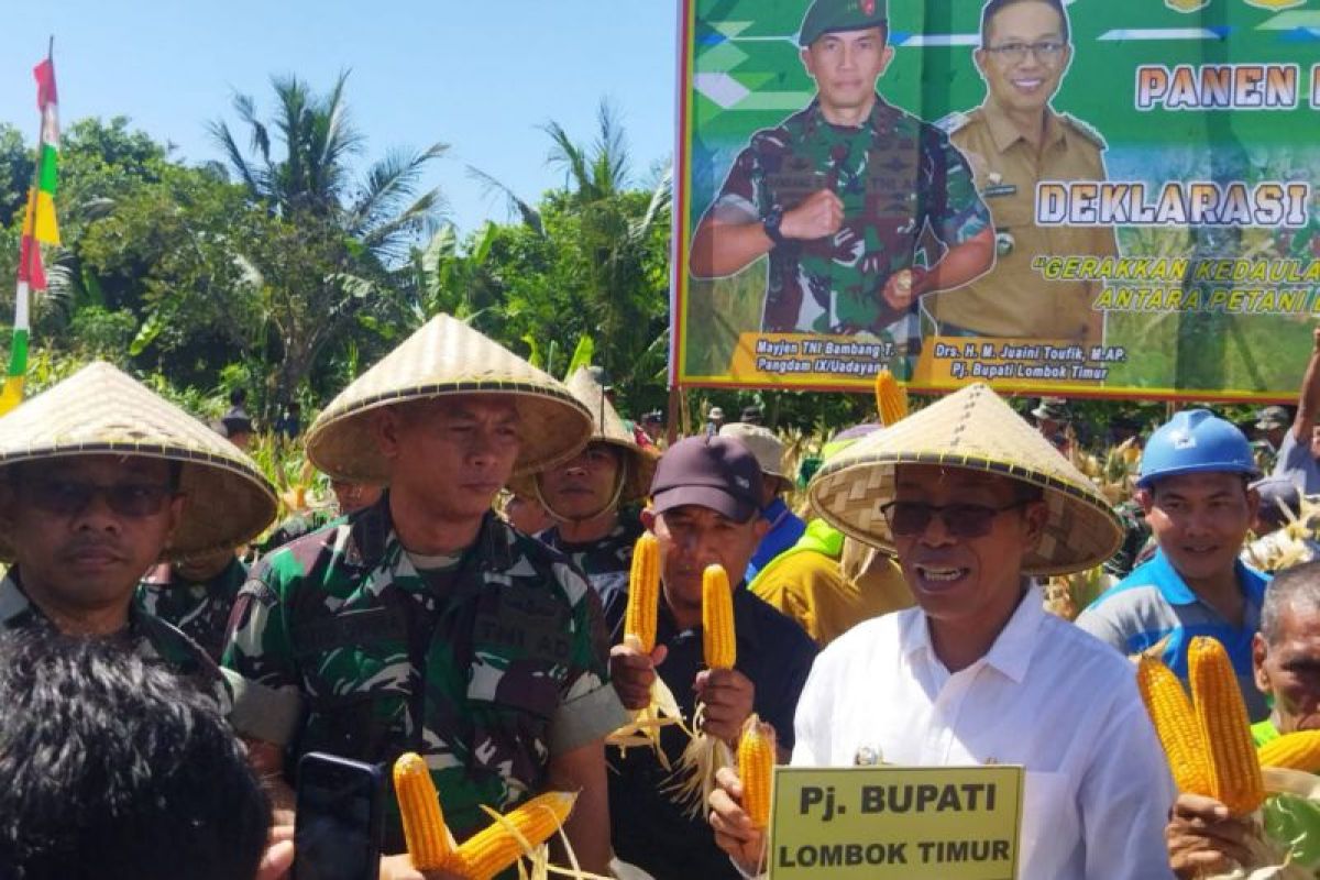 Pangdam IX Udayana Mayjen Bambang panen jagung di Lombok Timur