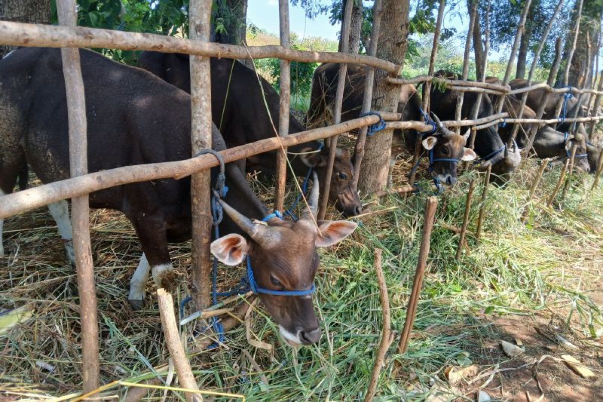 Kurban, wilayah 3T dan amanah yang harus dijaga