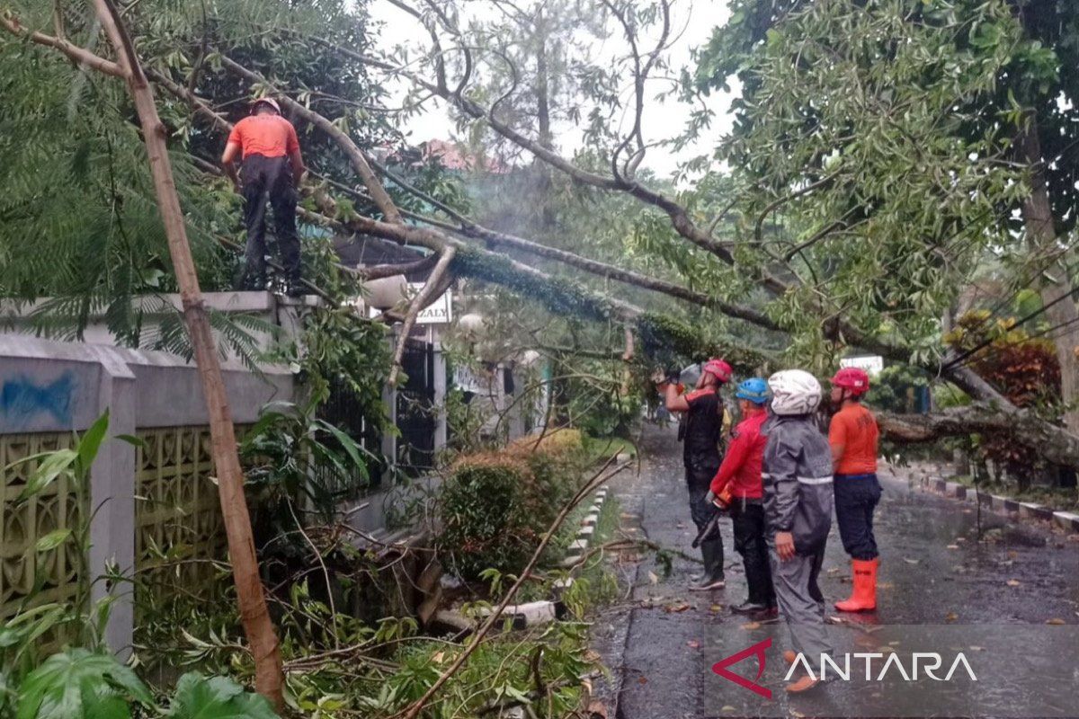 Pemkot Bogor tangani 16 kejadian bencana didominasi pohon tumbang pada Sabtu