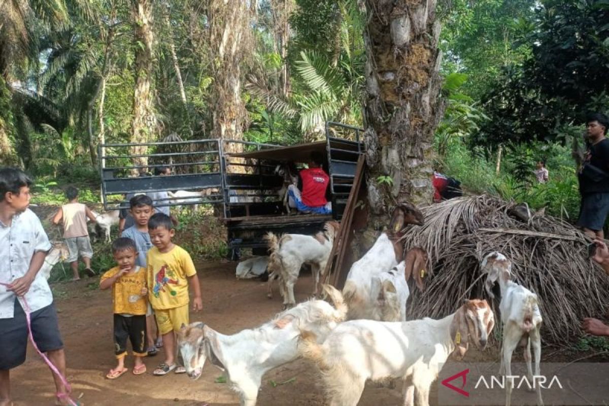 Mukomuko usulkan bantuan 300 kambing untuk peternak