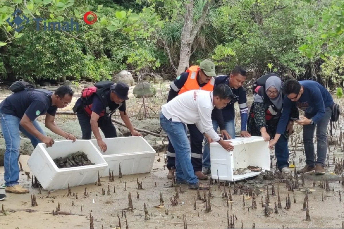 PT Timah Tbk lepas 4.000 kepiting bakau di Pulau Kundur