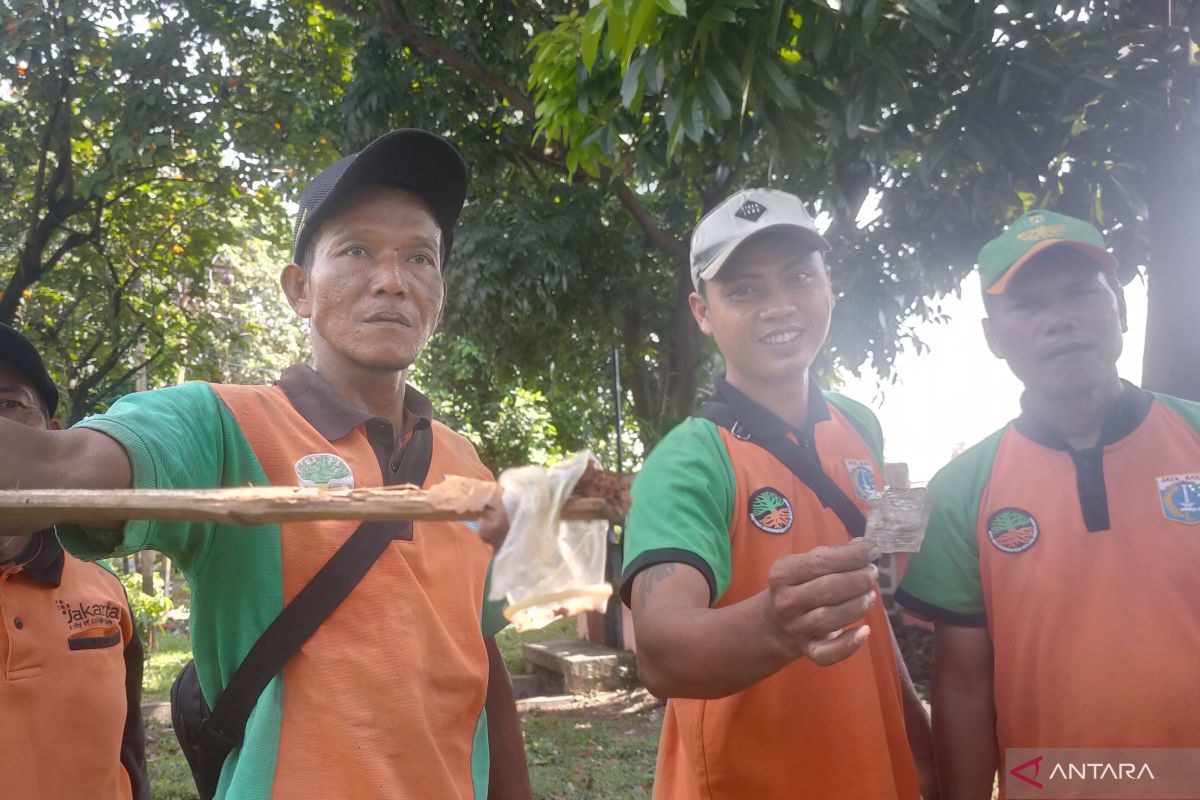 Jakarta Barat fokus rapikan tanaman hias di RTH Angke tahun ini
