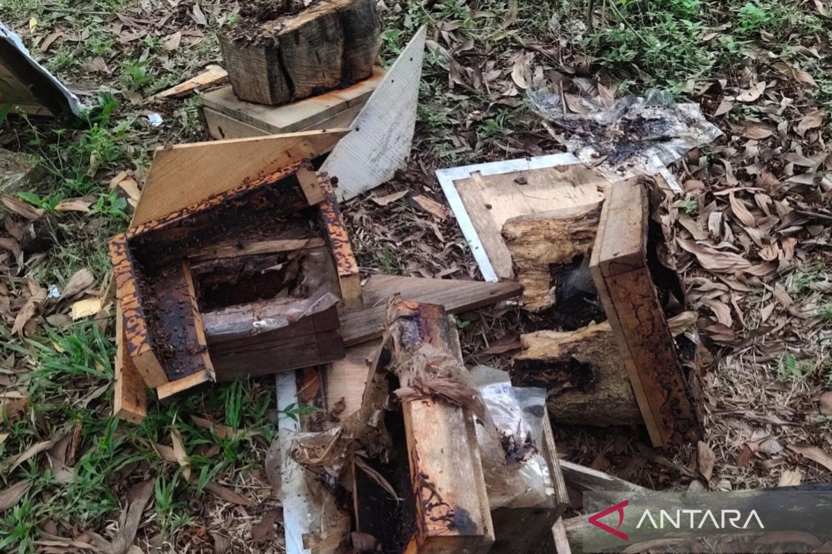 Tiga beruang liar rusak puluhan sarang madu di Aceh Besar, kerugian warga capai Rp120 juta
