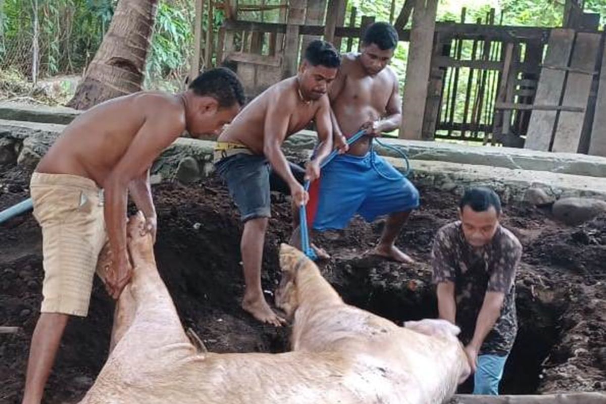 Pemkab Lembata larang warga jual dan makan daging babi yang sudah mati