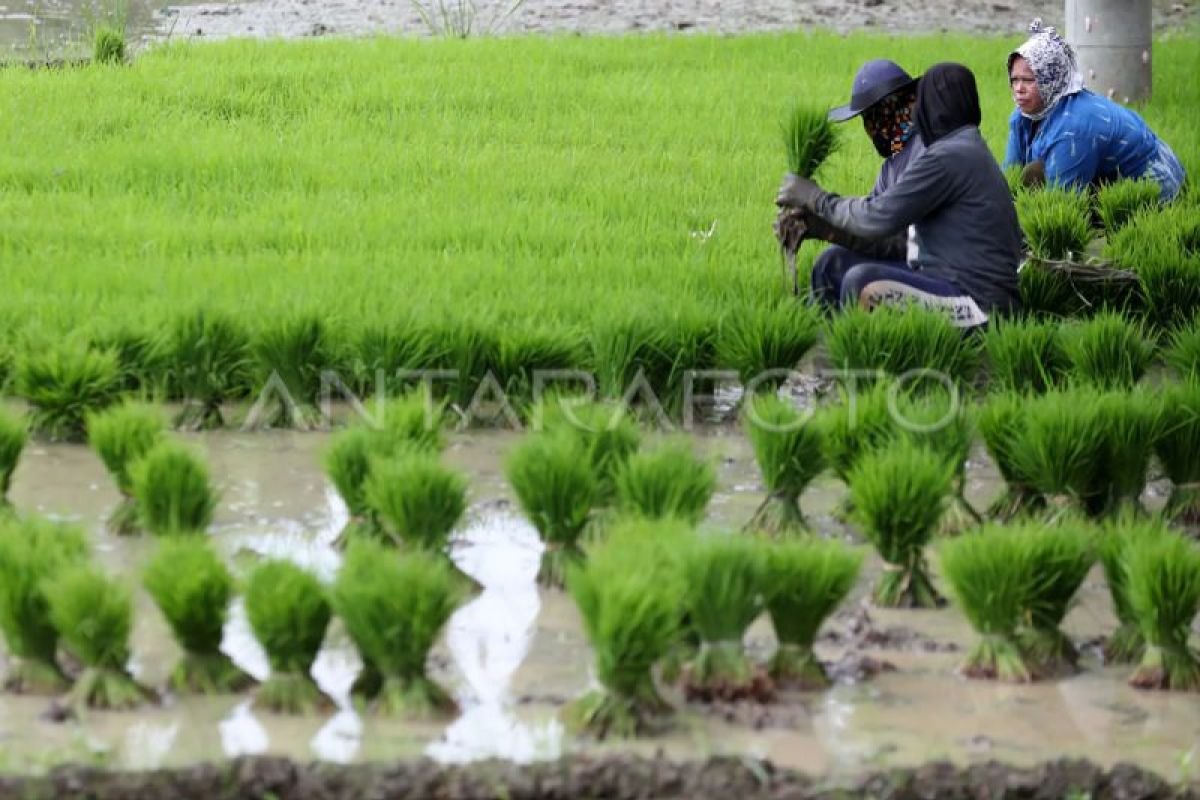 Aceh Besar targetkan 14 ribu hektare tanam padi di musimgadu