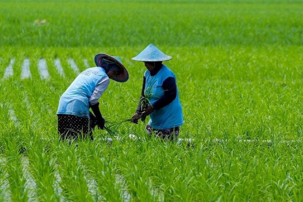 Dinas Pertanian Kota Madiun salurkan 50 persen bantuan pupuk petani