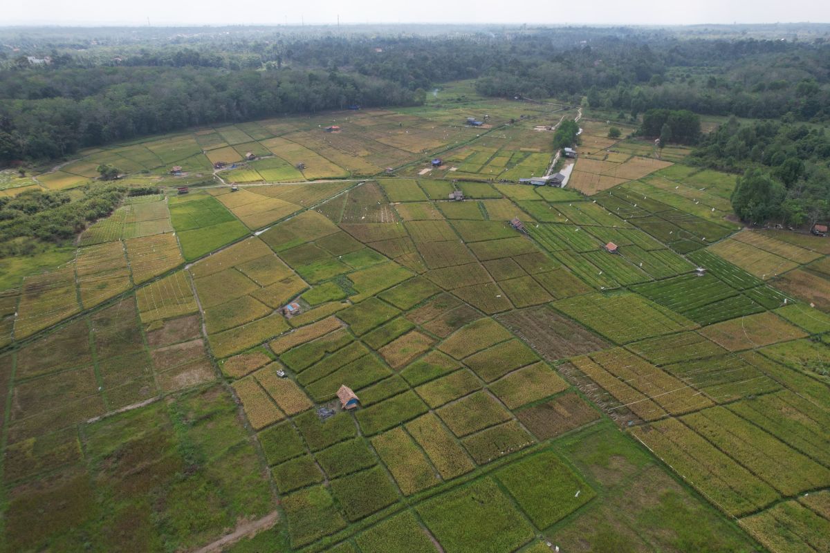 Pemkab Batanghari salurkan bantuan 8.220 kg bibit padi ke petani