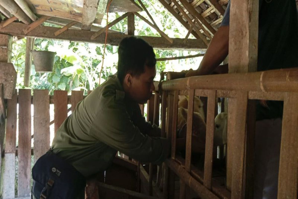 Dinas Pertanian Kulon Progo intensifkan sosialisasi penyakit hewan