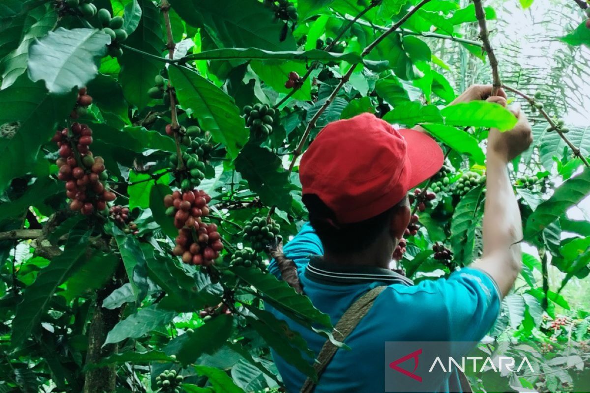 Aksi pencurian buah kopi di Rejang Lebong Bengkulu meningkat