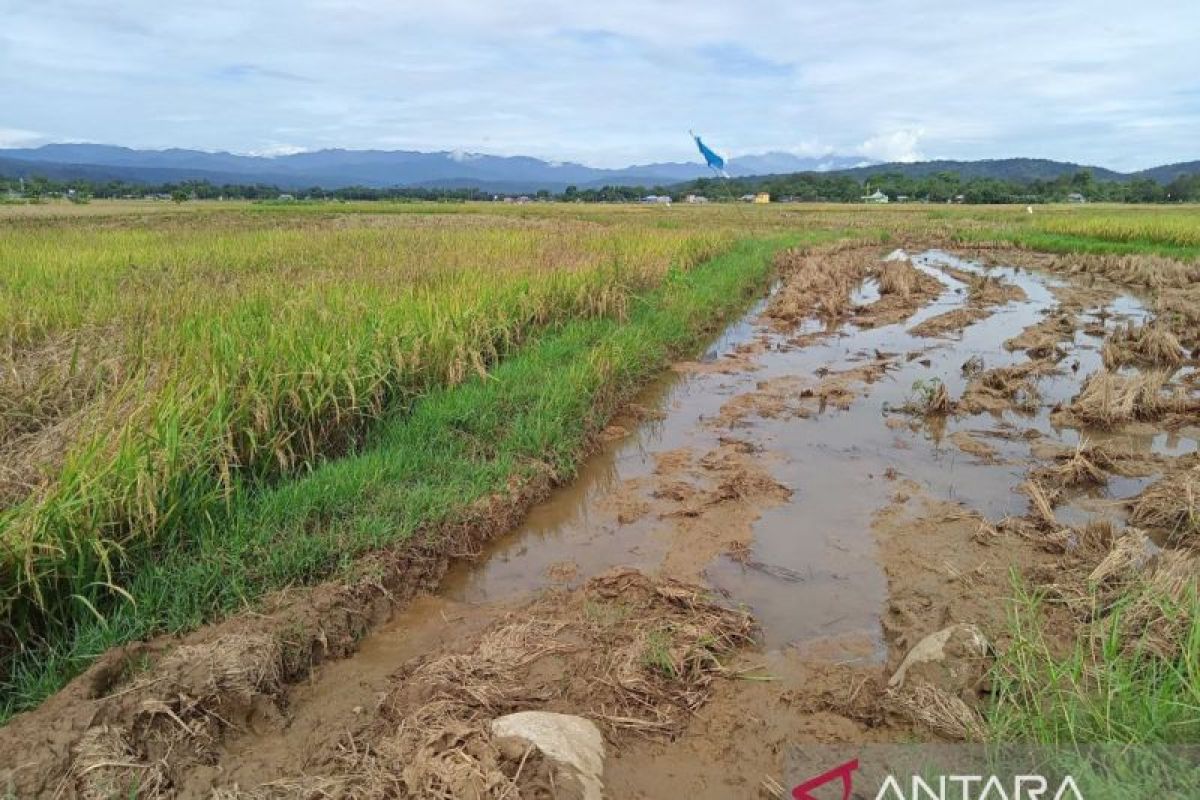 Sekitar 1.000 hektare sawah di Bulukumba rusak jelang panen
