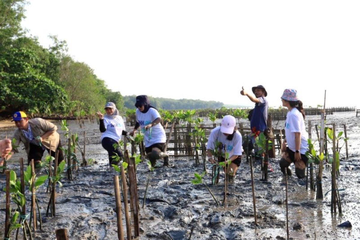 Pelindo Regional 3 tanam ulang 20 ribu bibit mangrove